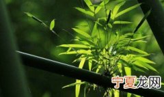 竹子怎么处理毛刺 竹子的简介