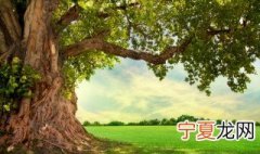 树剥皮后为什么会死 树剥掉皮会死吗