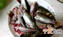笋壳鱼怎么处理内脏 怎样宰杀笋壳鱼