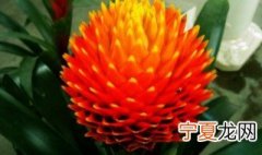 凤梨养护方法 凤梨花如何养护