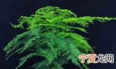 文竹的花语是什么文竹有什么寓意 文竹的花语是什么 文竹有什么寓意