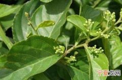 雷公藤的功效与作用