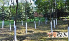 树干刷白技巧 树干涂白方法介绍