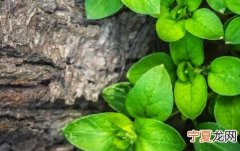 hpv什么梗的简单介绍