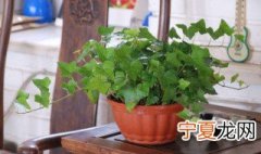 长春藤修剪方法 怎样修剪长春藤好