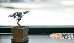 盆栽施肥什么简单有效 盆栽施肥的办法介绍