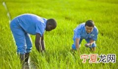 水稻种植方法和技巧 种水稻的正确方法