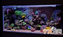 清洗鱼缸时鱼怎么处理 清洗鱼缸的正确方法是什么