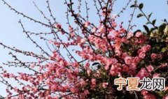 梦见梅花是什么意思 女人梦见梅花是什么意思