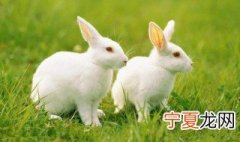 2011年属兔是什么命 属兔的人请注意了