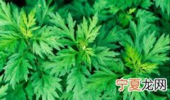 艾草去螨虫的方法 艾草去螨虫的方法