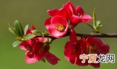 海棠花什么时候开花 能适应寒冷天气吗