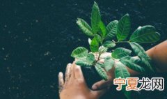 种桑起苗的注意事项有哪些 关于种桑起苗的注意事项