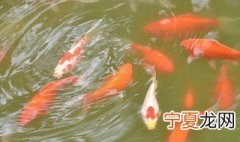 冬天金鱼怎么养才不容易死 什么季节养金鱼不容易死