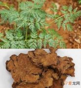 川芎的作用与功效