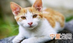 猫砂可以冲进马桶吗 关于猫砂可以冲进马桶的问题