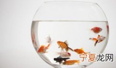 鱼泡在鱼里面有什么作用 鱼泡在鱼身上有什么作用