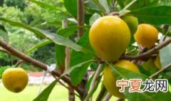 蛋黄果有点苦能吃吗 蛋黄果软了为什么带苦