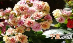 适合种在阳台的花卉 适合种在阳台的花卉推荐