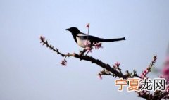 喜鹊飞进家里的寓意 喜鹊飞到家里有什么寓意