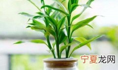 大厅适合摆什么植物 客厅放什么植物最好
