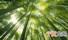 竹的象征意义是什么(简单 竹的象征意义是什么