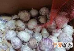 掰蒜种最快的方法，饮料瓶种植大蒜的方法