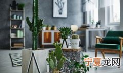 冬天室内适合养什么植物 冬天室内适合养的四种植物