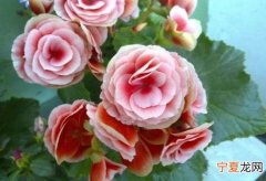 海棠适合什么土壤，海棠喜欢什么性质的土月季呢康乃馨呢
