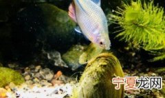 河蚌在大鱼缸里怎么养 怎么养河蚌