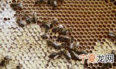 蜜蜂巢脾是什么东西 蜜蜂巢脾介绍