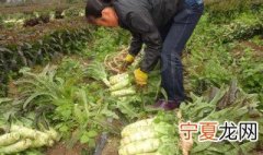 莴笋的种植方法和技巧图片 莴笋的种植方法和技巧
