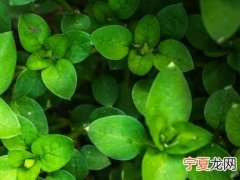 黄鹤楼香烟多少钱 黄鹤楼香烟多少钱一包图片价格表