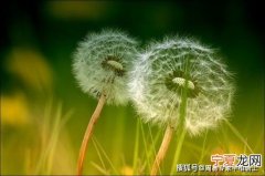 12生肖招桃花 生肖桃花位怎么招桃花
