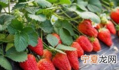 草莓怎么保存不会坏夏天 草莓保鲜及储存方法