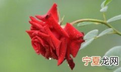 月季花移栽技巧 月季花移栽方法