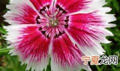 石竹花的养护技巧 养护石竹花的方法