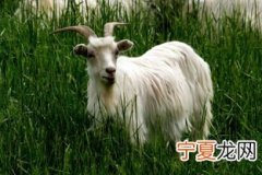 12生肖山羊爷爷 十二生肖羊代表什么神