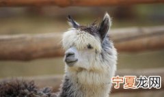 羊驼向人吐口水什么意思 羊驼向人吐口水什么意思