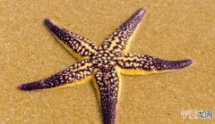 海星能吃吗，十一个角的海星能吃吗？