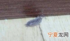 屋里有潮虫怎样清除 怎样清除潮虫