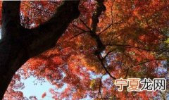 枫叶怎么泡才会更黑 枫叶如何泡会更黑