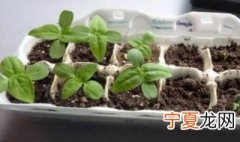 过期的牛奶能种菜吗 牛奶过期了能种菜吗