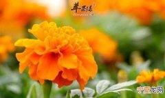 金盏花的功效与作用