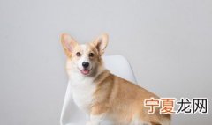 地铁上可以带宠物吗 地铁上可不可以带宠物
