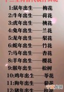 12生肖代表花 12生肖代表花的成语