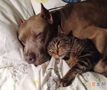 猫狗像什么打一成语，描写猫的叫声的词语有什么？