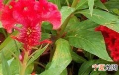 夕阳红什么梗的简单介绍