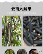 腊肠果的主要成分是啥，腊肠果的功效和禁忌是什么