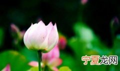 荷花的好处有哪些 荷花的作用是什么
